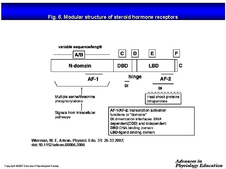 Fig. 6. Modular structure of steroid hormone receptors Wierman, M. E. Advan. Physiol. Edu.