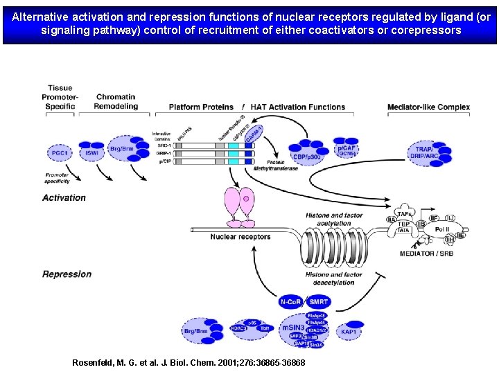 Alternative activation and repression functions of nuclear receptors regulated by ligand (or signaling pathway)