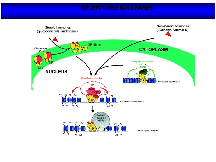 RECEPTORES NUCLEARES 