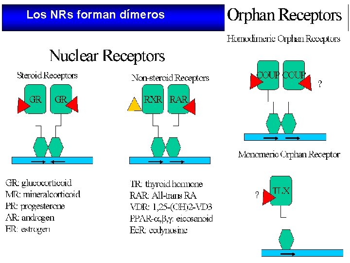 Los NRs forman dímeros 