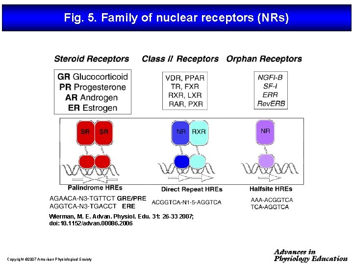 Fig. 5. Family of nuclear receptors (NRs) Wierman, M. E. Advan. Physiol. Edu. 31: