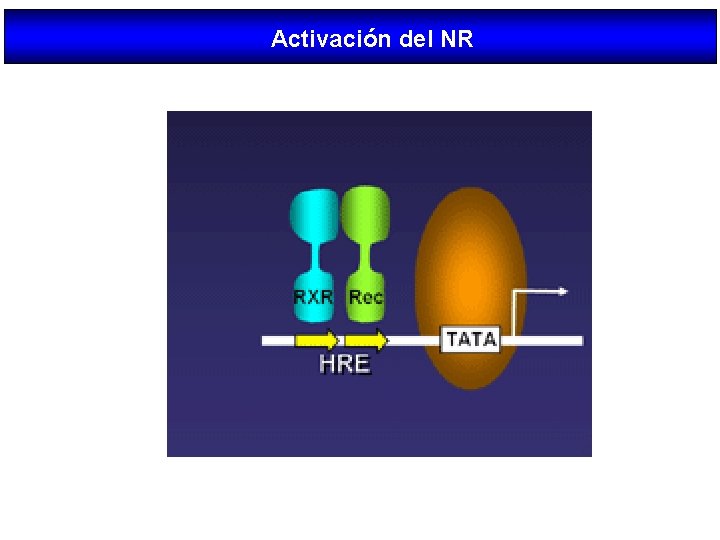 Activación del NR 