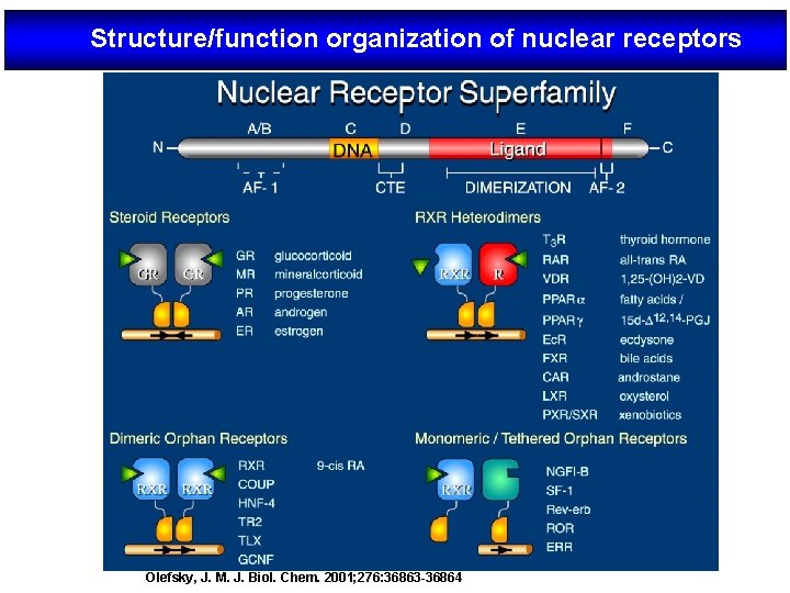 Structure/function organization of nuclear receptors Olefsky, J. M. J. Biol. Chem. 2001; 276: 36863