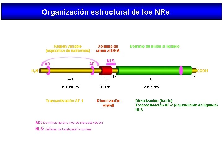 Organización estructural de los NRs Región variable (específica de isoformas) AD Dominio de unión