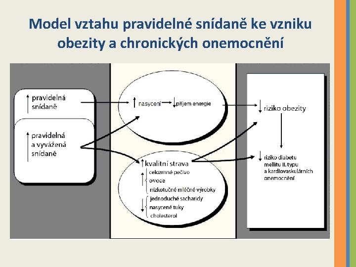 Model vztahu pravidelné snídaně ke vzniku obezity a chronických onemocnění 