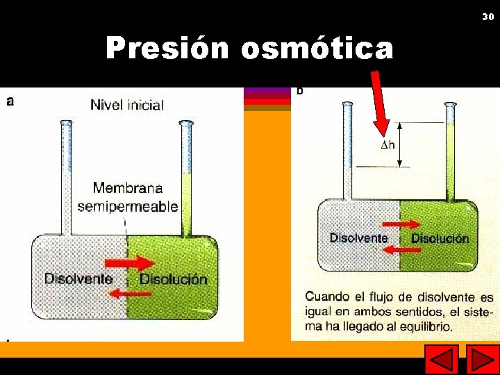 30 30 Presión osmótica 