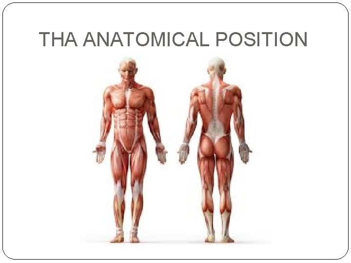 THA ANATOMICAL POSITION THA ANATOMICAL POSITION