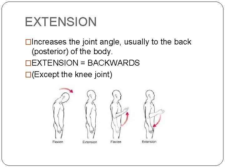EXTENSION �Increases the joint angle, usually to the back (posterior) of the body. �EXTENSION EXTENSION �Increases the joint angle, usually to the back (posterior) of the body. �EXTENSION