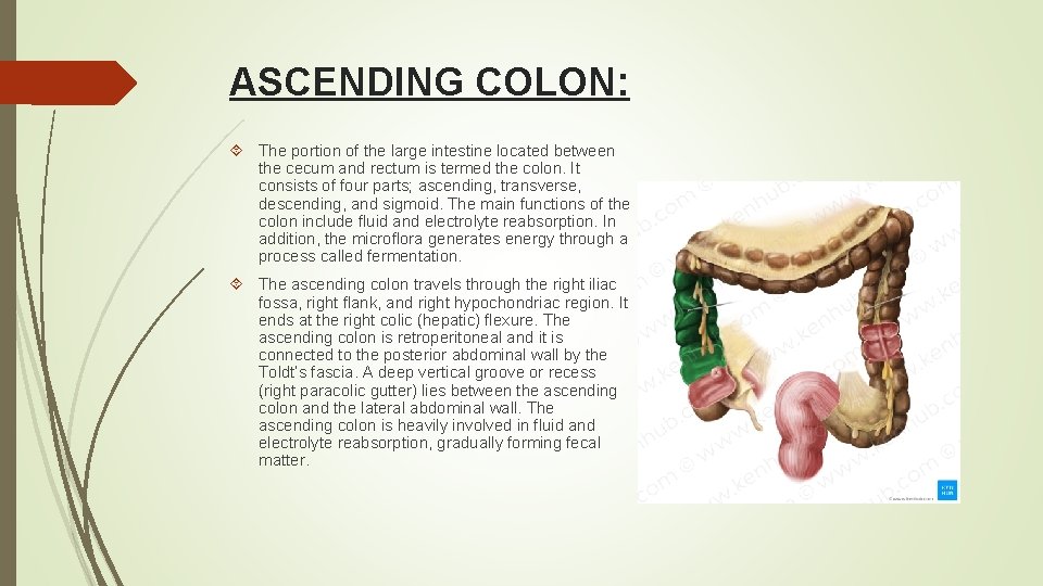 ASCENDING COLON: The portion of the large intestine located between the cecum and rectum