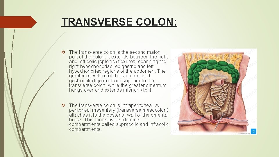 TRANSVERSE COLON: The transverse colon is the second major part of the colon. It