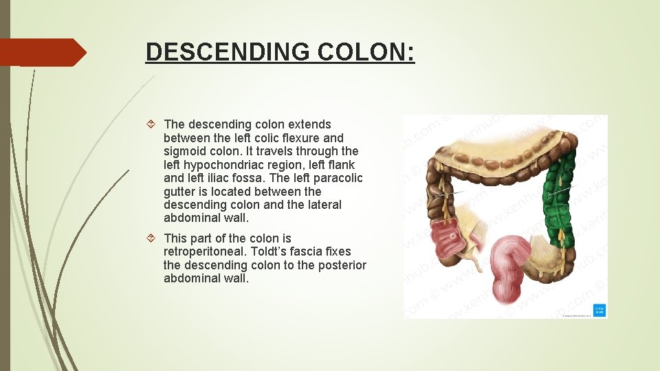 DESCENDING COLON: The descending colon extends between the left colic flexure and sigmoid colon.