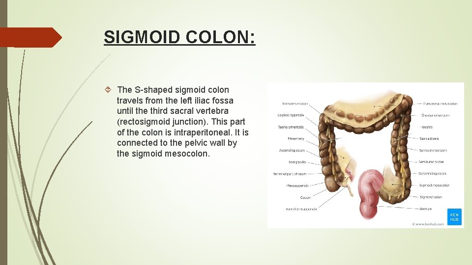 SIGMOID COLON: The S-shaped sigmoid colon travels from the left iliac fossa until the