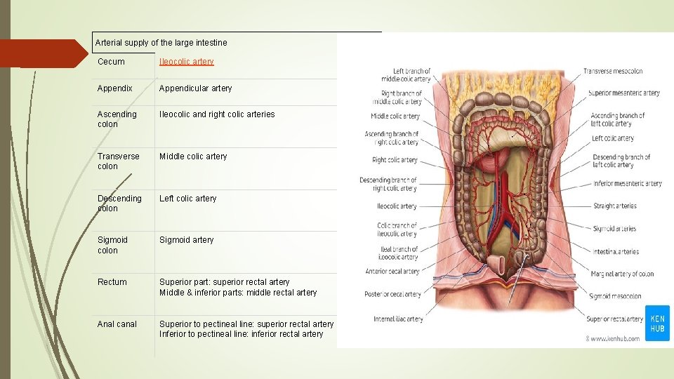 Arterial supply of the large intestine Cecum Ileocolic artery Appendix Appendicular artery Ascending colon