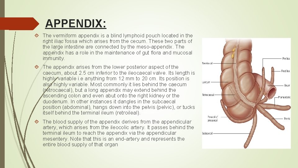 APPENDIX: The vermiform appendix is a blind lymphoid pouch located in the right iliac