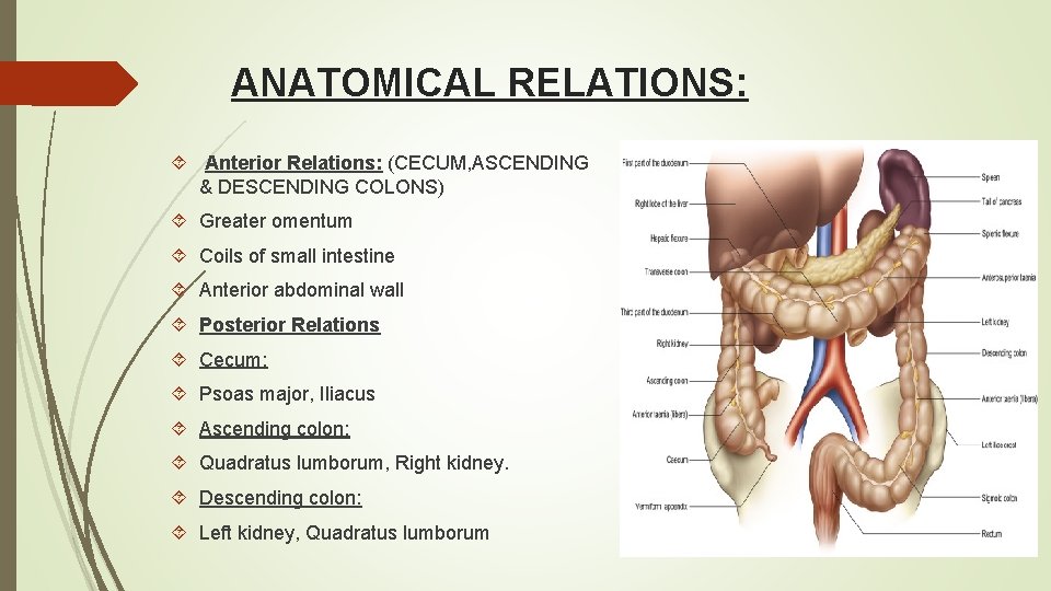 ANATOMICAL RELATIONS: Anterior Relations: (CECUM, ASCENDING & DESCENDING COLONS) Greater omentum Coils of small