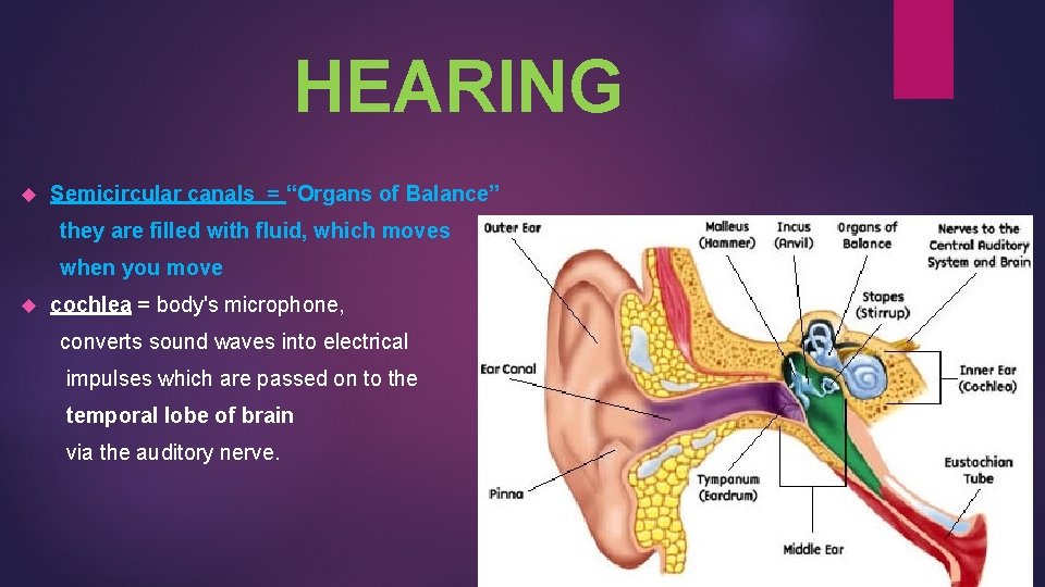 HEARING Semicircular canals = “Organs of Balance” they are filled with fluid, which moves