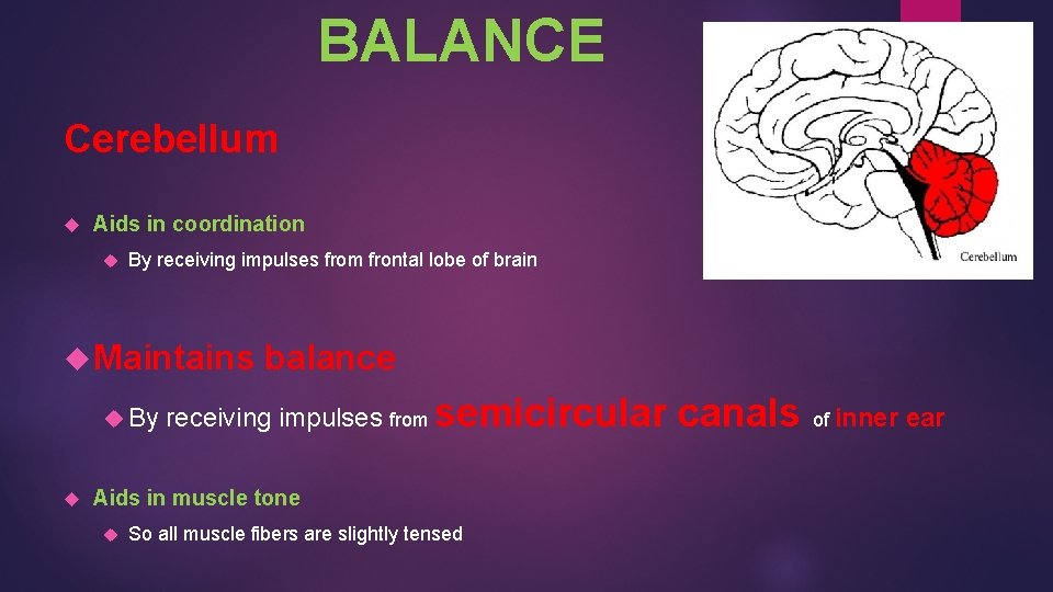 BALANCE Cerebellum Aids in coordination By receiving impulses from frontal lobe of brain Maintains