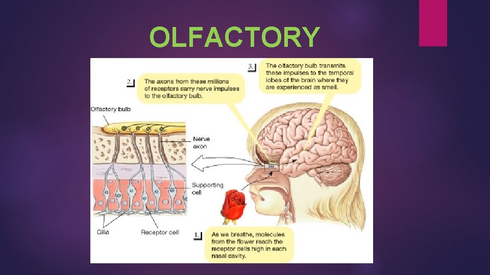 OLFACTORY 