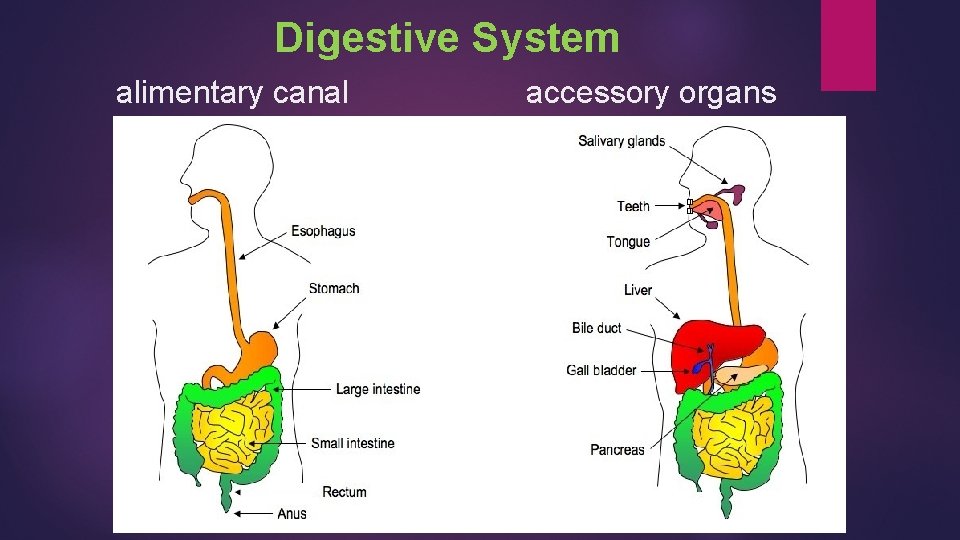 Digestive System alimentary canal accessory organs 