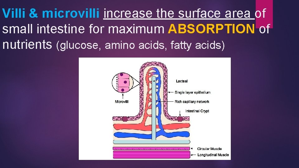 Villi & microvilli increase the surface area of small intestine for maximum ABSORPTION of