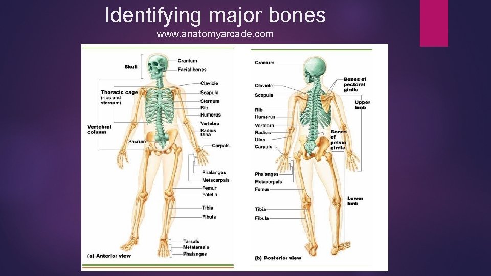 Identifying major bones www. anatomyarcade. com 