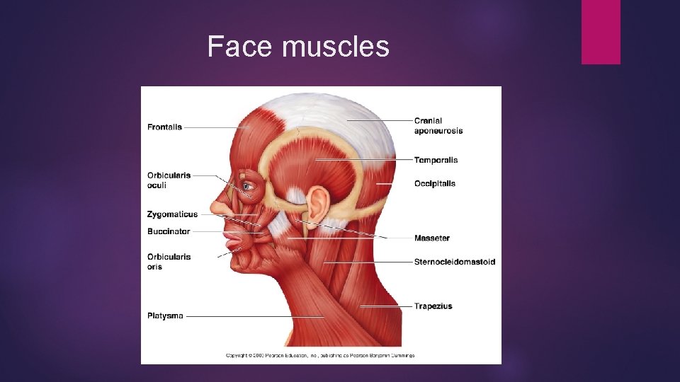 Face muscles 