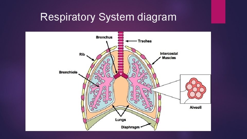 Respiratory System diagram 