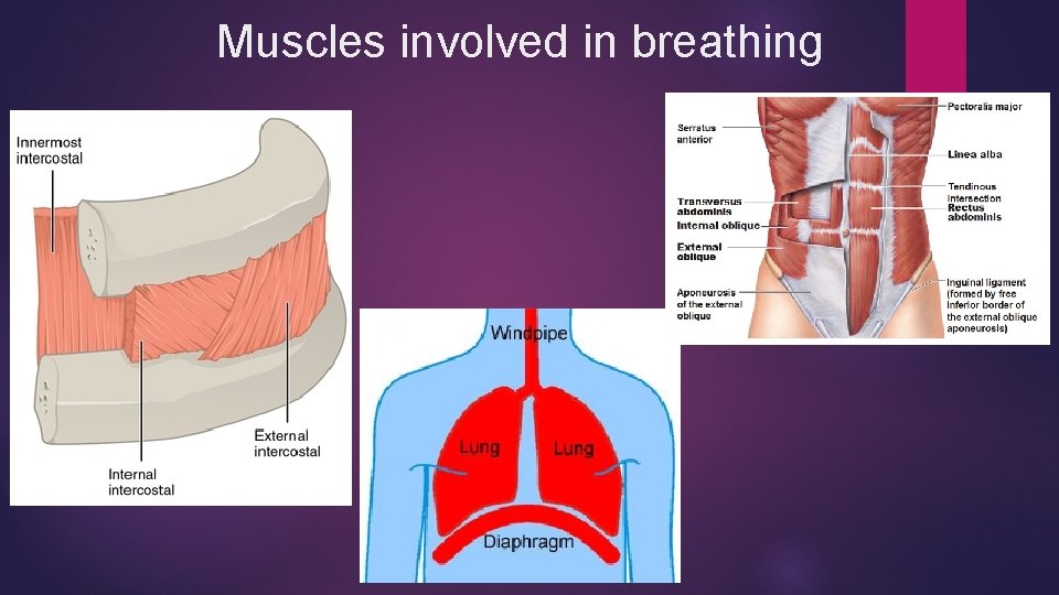 Muscles involved in breathing 