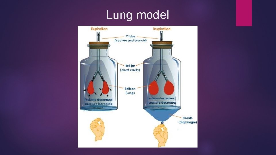 Lung model 