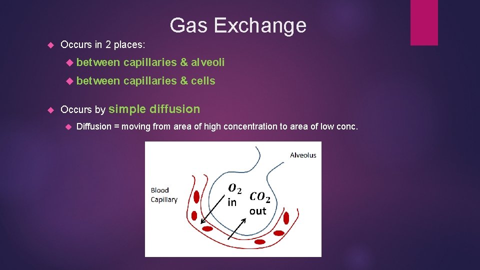 Gas Exchange Occurs in 2 places: between capillaries & alveoli between capillaries & cells