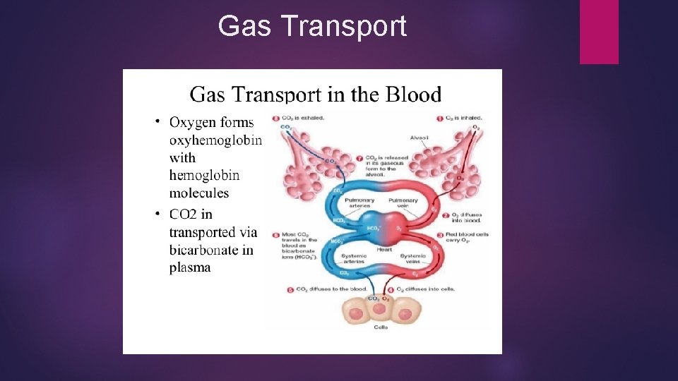 Gas Transport 