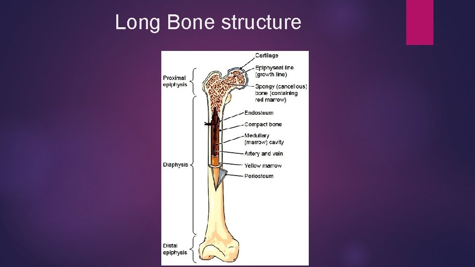 Long Bone structure 