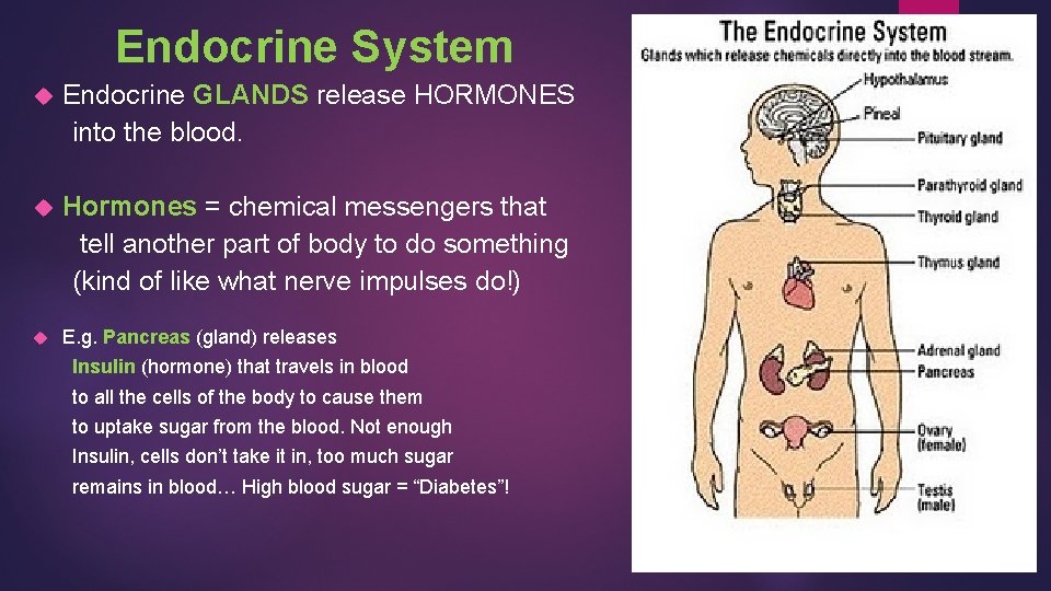  Endocrine System Endocrine GLANDS release HORMONES into the blood. Hormones = chemical messengers