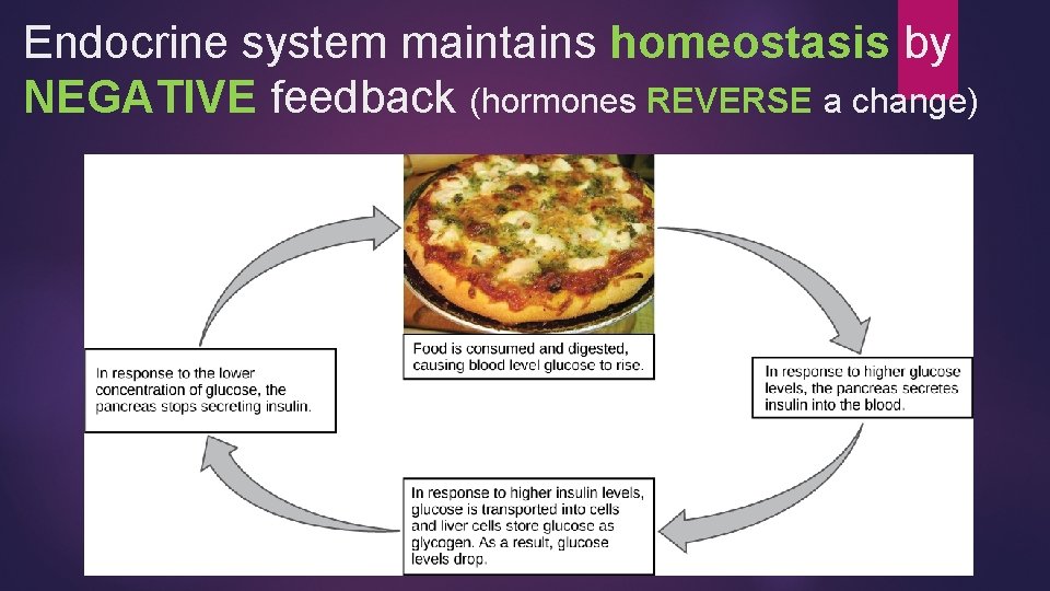 Endocrine system maintains homeostasis by NEGATIVE feedback (hormones REVERSE a change) 