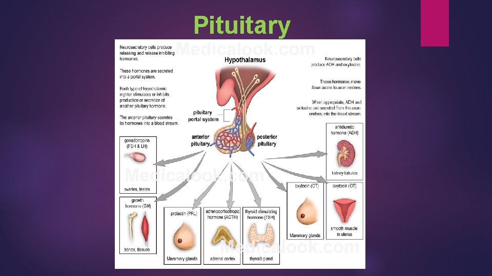 Pituitary 