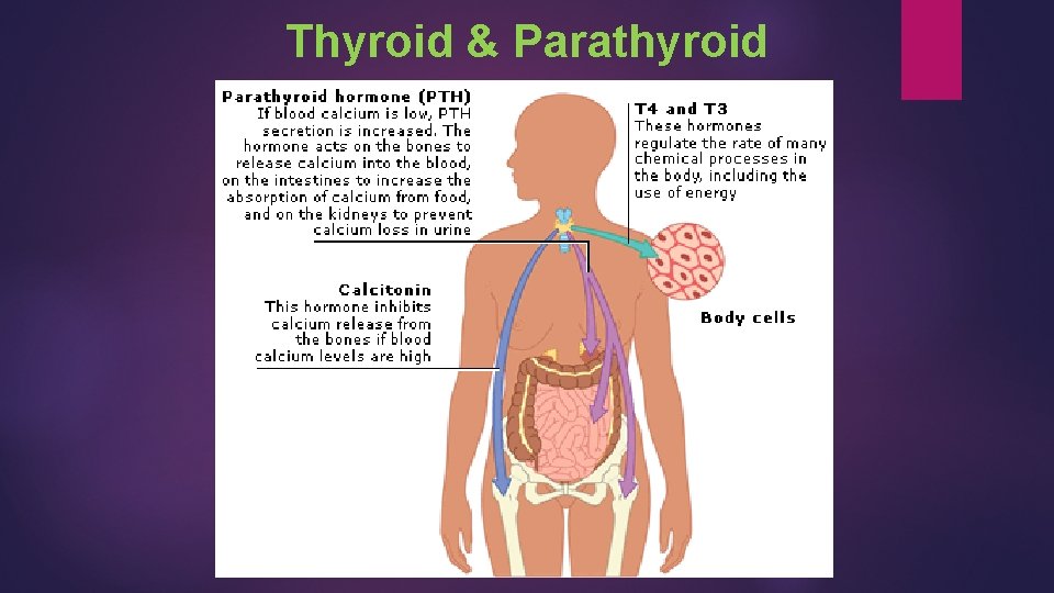 Thyroid & Parathyroid 