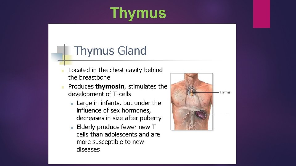  Thymus 