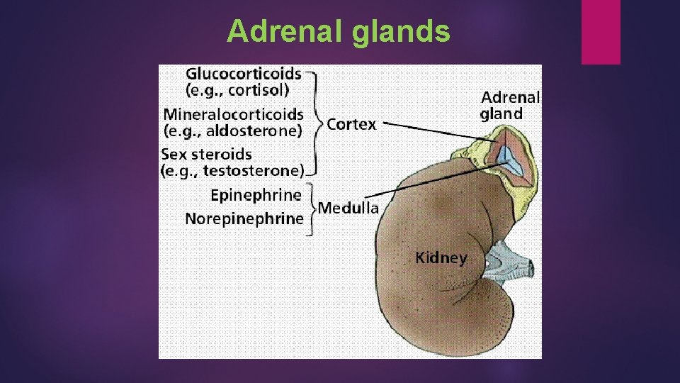 Adrenal glands 