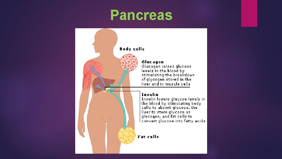 Pancreas 