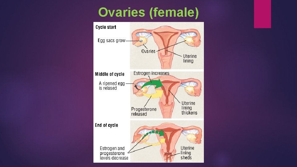 Ovaries (female) 