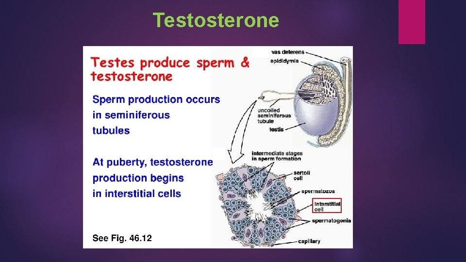 Testosterone 