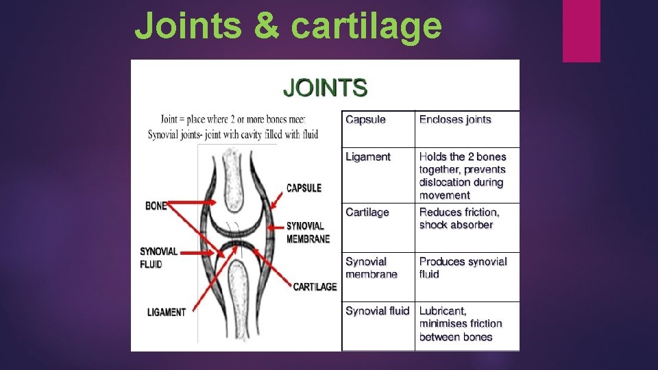 Joints & cartilage 