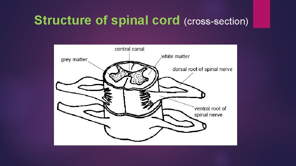 Structure of spinal cord (cross-section) 