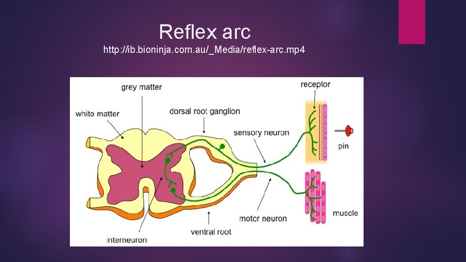 Reflex arc http: //ib. bioninja. com. au/_Media/reflex-arc. mp 4 