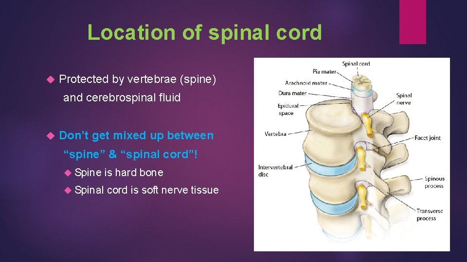 Location of spinal cord Protected by vertebrae (spine) and cerebrospinal fluid Don’t get mixed