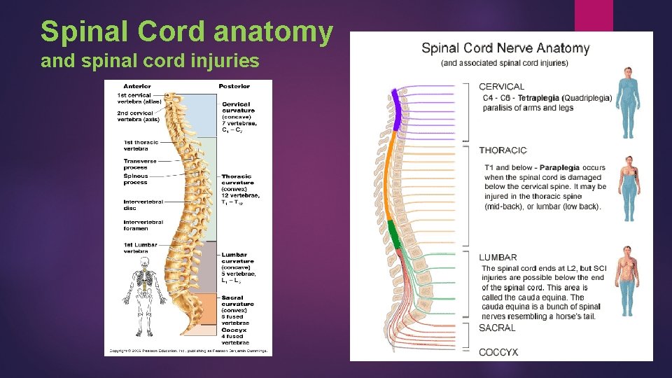 Spinal Cord anatomy and spinal cord injuries 