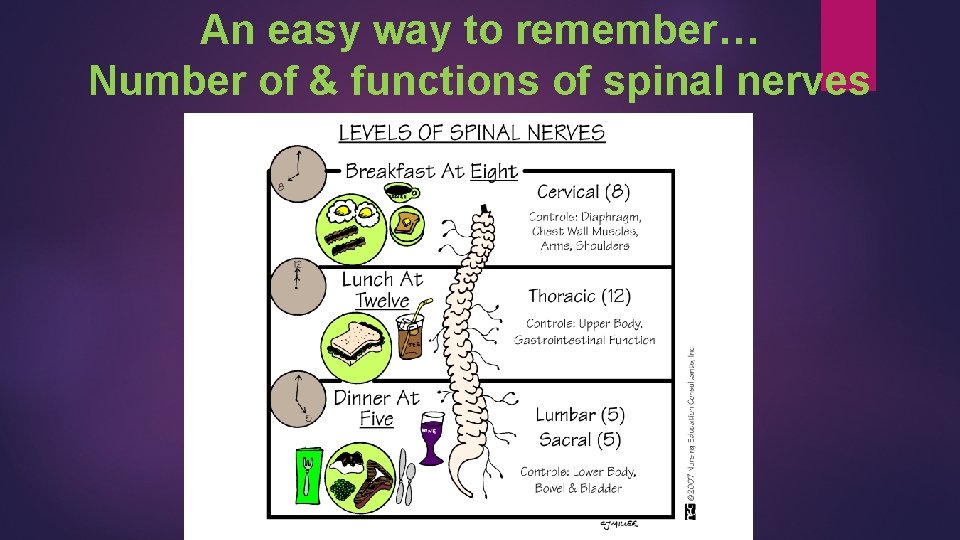 An easy way to remember… Number of & functions of spinal nerves 