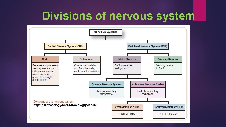  Divisions of nervous system 