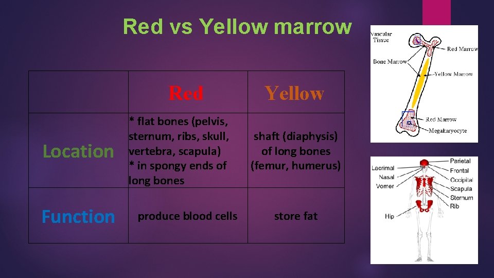 Red vs Yellow marrow Location Function Red Yellow * flat bones (pelvis, sternum, ribs,