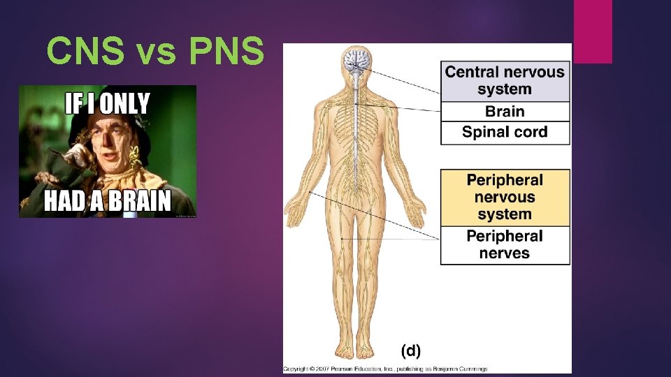 CNS vs PNS 
